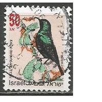 Израиль. Птицы. Скворец стенолаз. 1993г. Mi#1257.