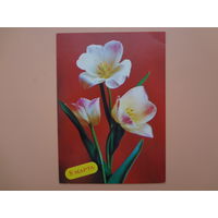 8 марта.  Тюльпаны.  1988 г.