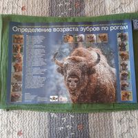 Плакат Определение возораста зубров по рогам.