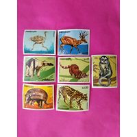 Парагвай. Фауна. ( 7 марок ) 1972 года. 6-15.