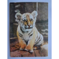 Календарик 1997 г. Тигренок.