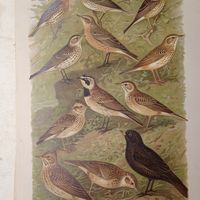 Конекъ... Жаворонокъ... Литография СПБ. Энциклопедическая гравюра конец 19века 29х21см.