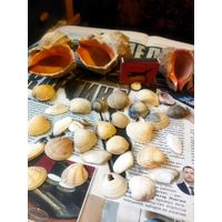 Ракушки разные