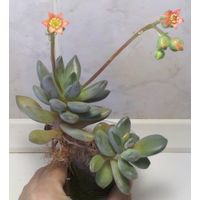 Эхеверия и пахифитумы