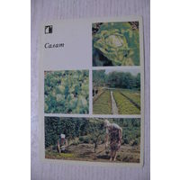 1986; Салат (10*15 см).