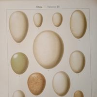 ЯЙЦА --таб.3.   нач. 20в. 25+17см. хромогравюра 19 в. Спб.  РАСПРОДАЖА КОЛЛЕКЦИИ.