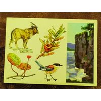 Открытка "Лазовский заповедник"