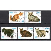 Кошки Куба 1994 год 5 марок