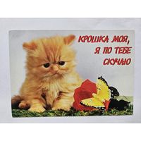 Издательство  Украина крошка моя я по тебе скучаю