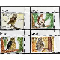 Таджикистан 2019  .Фауна. Птицы Совы
