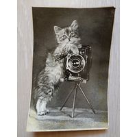 Почтовая карточка Котенок с фотоаппаратом