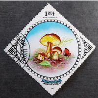 Марка Монголия 1985 год Грибы