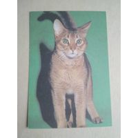 Карманный календарик.Кошки.1995 год