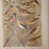 РАСПРОДАЖА КОЛЛЕКЦИИ. Камышевка... Завирушка лесная. Чеканъ... Литография СПБ. Энциклопедическая гравюра конец 19века 29х21см.