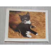 Котенок  Изд. МФЦП, чистая. девяностые годы