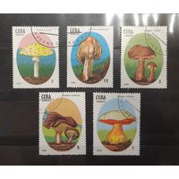 Куба. 1988 год. Флора. Грибы (99)