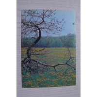 Буркин Ю., Одуванчики; 1990, чистая.