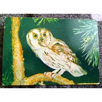 Сова-сплюшка