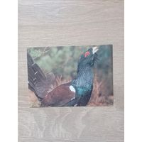 Календарик 1992-93