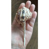 Ракушка Murex haustellum 13 см.