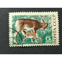 1969 СССР. Природный заповедник "Беловежская пуща". Благородный олень