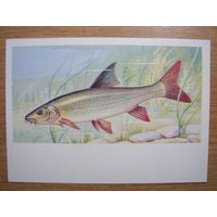 Карточка. Рыбы Беларуси. Усач.