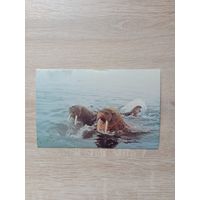 Открытка 1985