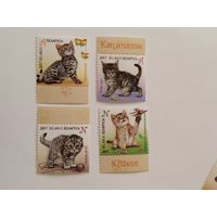 Беларусь 2017    4 м   котята