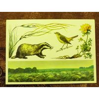 Открытка "Центрально-Черноземный  заповедник"