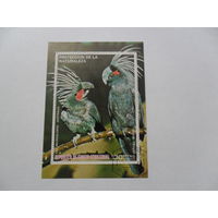 Экваториальная Гвинея, попугаи