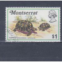 [1638] Монтсеррат 1972. Фауна.Черепаха. Концовка серии. Гашеная марка. Кат.гаш.4,8 е.