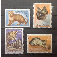 Румыния. 1965 год. Фауна. Кошки (4 марки из серии)