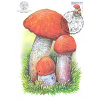 Беларусь 2025 Дикая природа флора грибы картмаксимум подосиновик