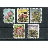 ЮАР. Флора. Цветы