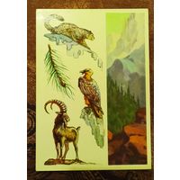 Открытка "Алма-Атинский  заповедник"