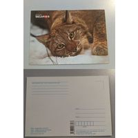 Открытка. Фауна Беларусии(рысь)