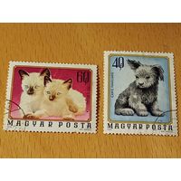 Венгрия 1974 Фауна. Котята и щенок. 2 марки