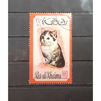 Рас-эль-Хайма. Фауна. Кошки (2365)