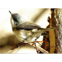 Почтовая карточка "Леска - завiрушка"