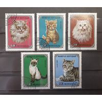 Монголия. 1979 год. Фауна. Кошки (5 марок из серии)