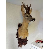 Чучело косули
