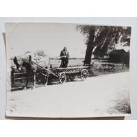 Фото лошадка