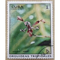Куба 1973. Флора. Цветы. Тропические орхидеи. Марка из серии