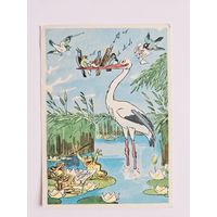 Баженов 1958 аист чистая