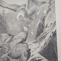 Энциклопедическая гравюра . Борьба орла-могильника с беркутом. 23х15см. конец19 нач.20век.