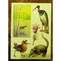 Открытка "Окский  заповедник"