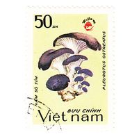Вьетнам Грибы