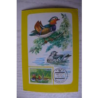 Календарик, 1987, Филателия. Утка-мандаринка.