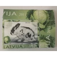 Год кролика