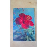 Стереооткрытка "Поздравляю!", 1981 год.